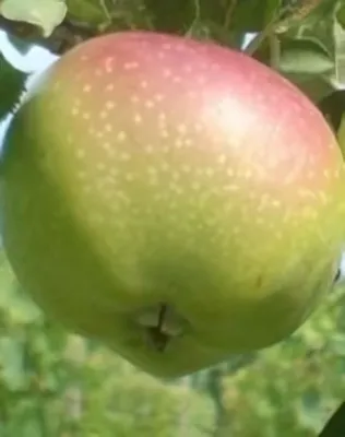 London pepin almafa konténerben (cserépben)