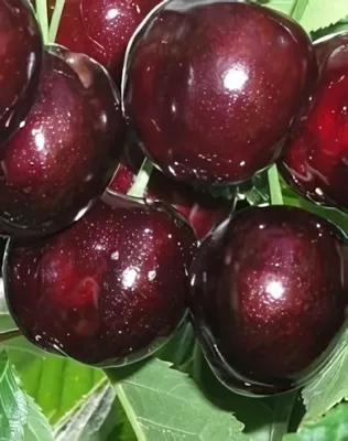 Badacsonyi óriás cseresznyefa