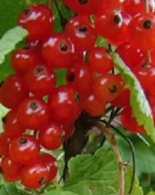 Rovada piros ribiszkebokor