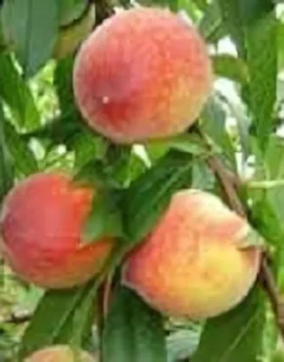 Redhaven Bianca őszibarackfa