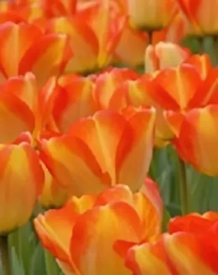 American Dream tulipán hagyma (6 db/csomag)