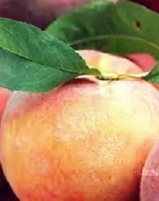 Babygold 6 őszibarackfa