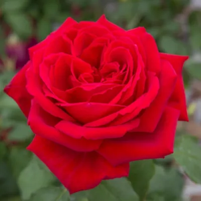 Rosa 'Botero' - Teahibrid rózsa tűzpiros (Meilland)