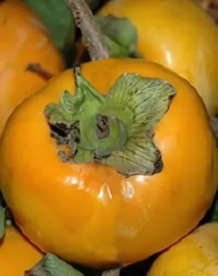 Vaniglia datolyaszilvafa (kakiszilvafa) konténerben (cserépben) Vaniglia datolyaszilvafa (kakiszilvafa) konténerben (cserépben)