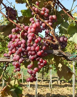 Japán Izabella "R" szőlőoltvány