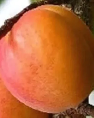 Gönczi magyar kajszi kajszibarackfa