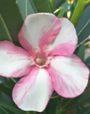 Simie rózsaszín fehércsíkos, szimpla virágú leander