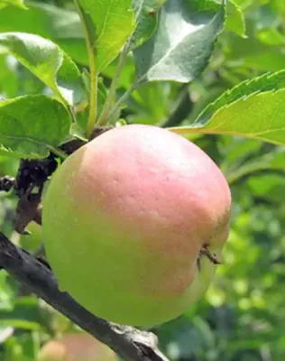 Batul (Narancs alma, Üveg alma) almafa