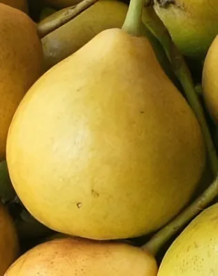 Árpával érő körtefa