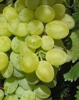 Belgrádi magvatlan szőlőoltvány (magnélküli)