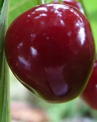 Bigarreau Burlat cseresznyefa