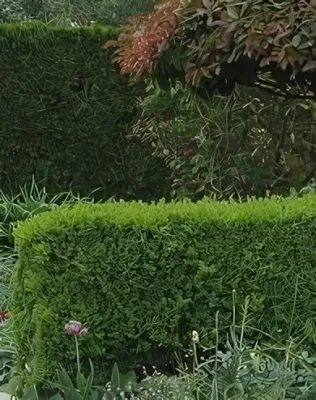 Széleslevelű fagyal bokor