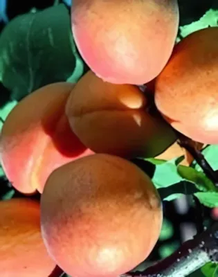 Aurora kajszibarackfa