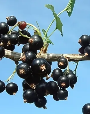 Otelo fekete ribiszkebokor