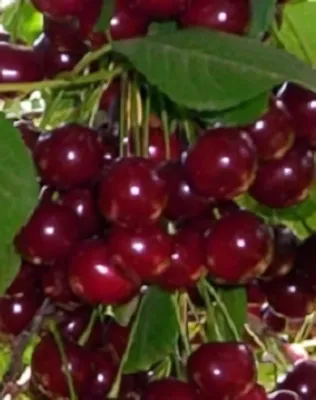 Cigánymeggy meggyfa