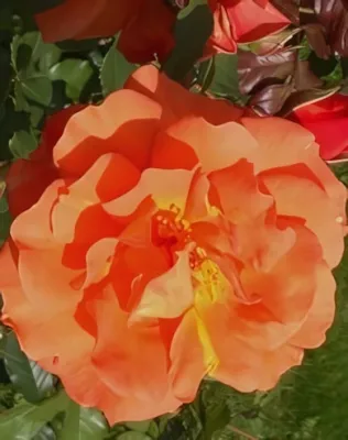 Westerland kúszó rózsa konténerben (cserépben) - barackos narancssárga