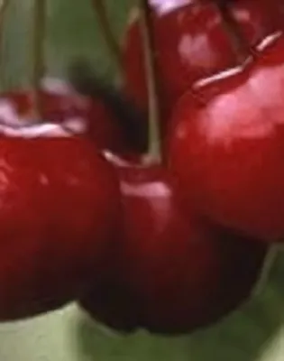 Sunburst cseresznyefa