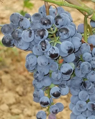 Othello "R" szőlőoltvány