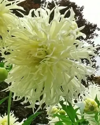 Tsuki Yori No Shisha kaktusz dália gumó 1db