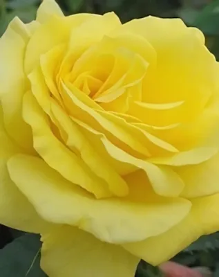 Golden Delight virágágyi, floribunda rózsa - sárga