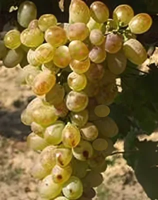 Fehér kecskecsöcsű szőlőoltvány