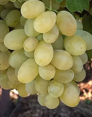 Viktória szőlőoltvány