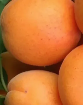 Hargrand kajszibarackfa