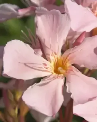 Üstökös - narancsos korall színű szimpla virágú leander
