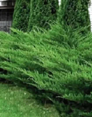 Mint Julep terülő boróka - zöld konténerben (cserépben)