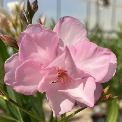 Leander Gotsis Helena - rózsaszín telt virágú