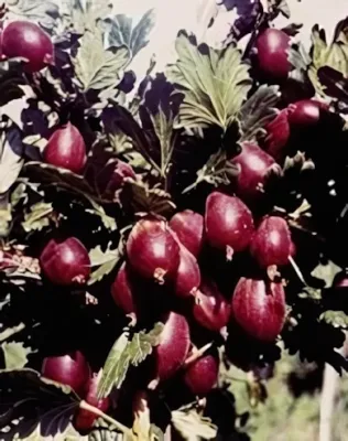 Piros ízletes magastörzsű köszméte