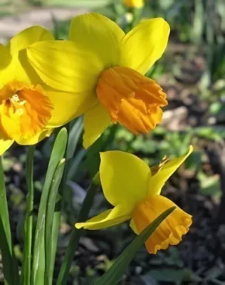 Jetfire botanicai nárcisz hagyma (5 db/csomag)