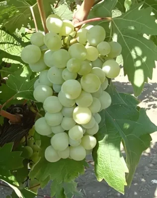 Attila szőlőoltvány