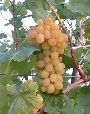 Helikon szépe szőlőoltvány Helikon szépe szőlőoltvány