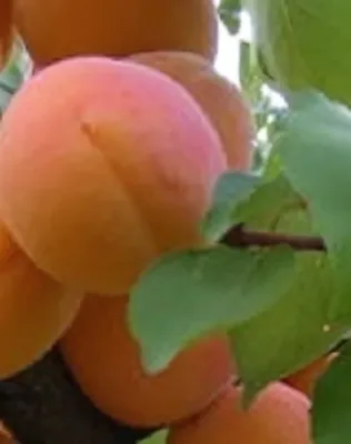 Bergeron kajszibarackfa