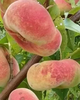 Remény őszibarackfa