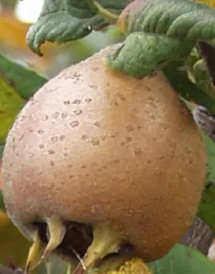 Szentesi rózsa naspolyafa