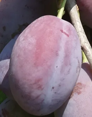 Cacanska Rodna szilvafa