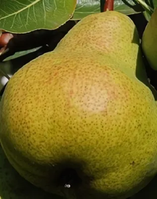 Packham's Triumph körtefa