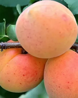 Rózsakajszi C.1406 kajszibarackfa