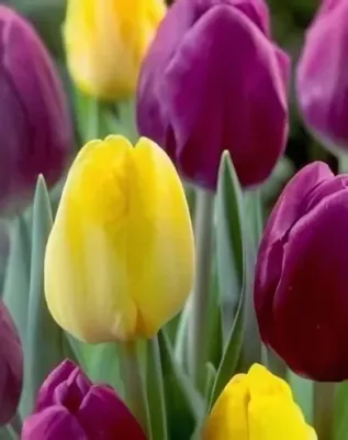 Lila és sárga duó tulipán hagyma színkeverék (6 db/csomag)