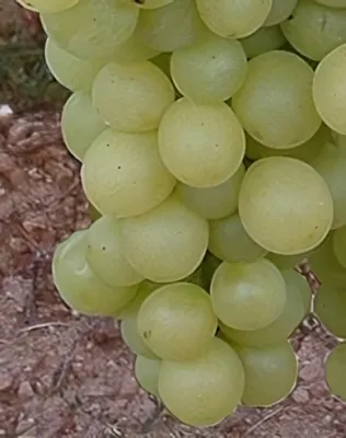 Szőlőskertek királynője szőlőoltvány