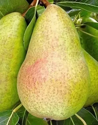 Dr. Guyot Gyula körtefa