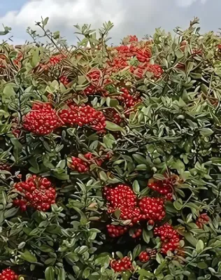 Mohave tűztövis bokor konténerben (cserépben)- piros termésű