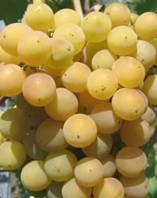 Bolgár rezi  szőlőoltvány "R"