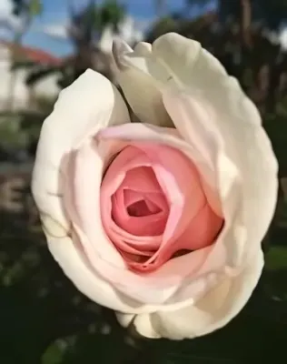 Swan Lake kúszó rózsa konténerben (cserépben) - fehér, közepén halvány rózsaszín