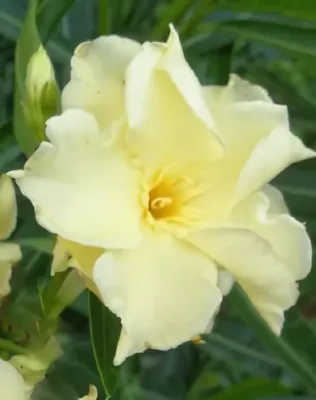 Boyteam leánder, sárga telt