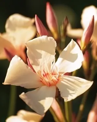 Keceli Barack mini barack színű, szimpla virágú leander