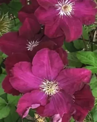 Rouge Cardinal kerti iszalag - bíborvörös