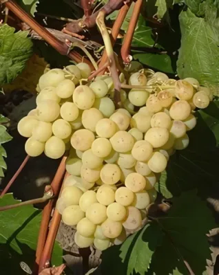 Narancsízű szőlőoltvány